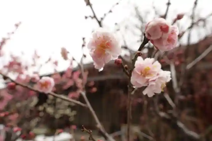 菅原天満宮(菅原神社)の自然