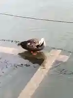 寛永寺不忍池弁天堂の動物