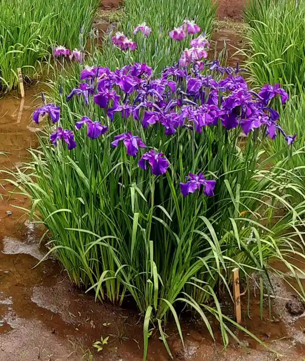 中野沼袋氷川神社(東京都)