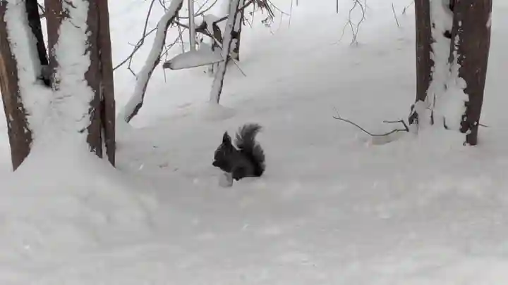 上川神社(北海道)