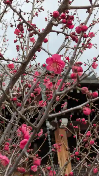 蓮花寺(大阪府)