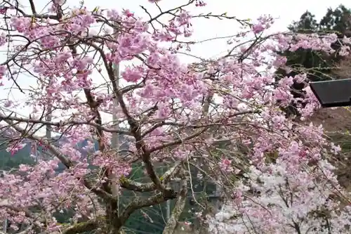 地蔵院の自然