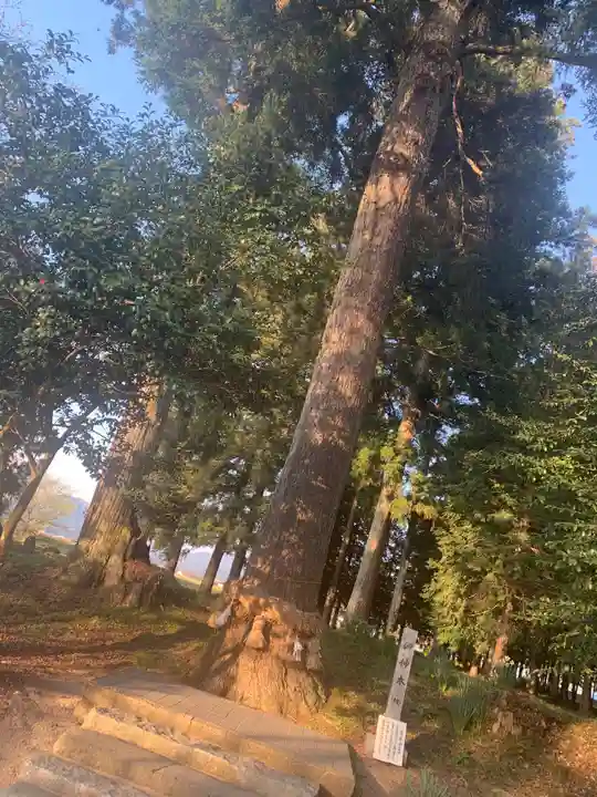 徳佐八幡宮の自然