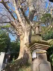 前鳥神社(神奈川県)