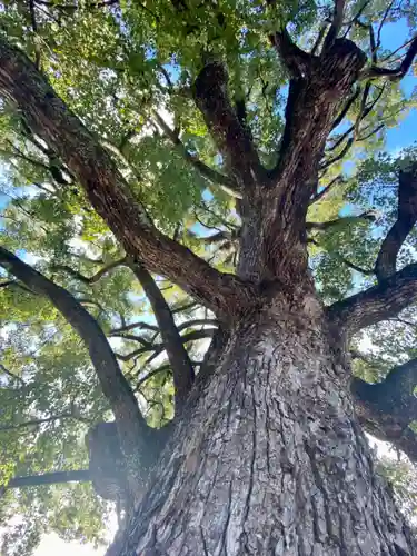 平野神社の自然