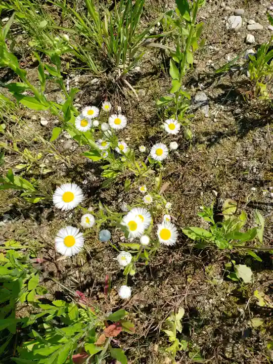 八幡神社の自然