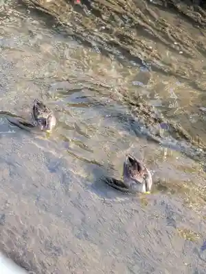 下高井戸八幡神社(東京都)