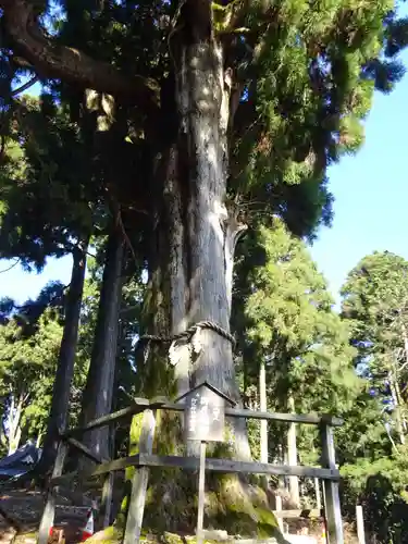 身延山奥之院思親閣の自然