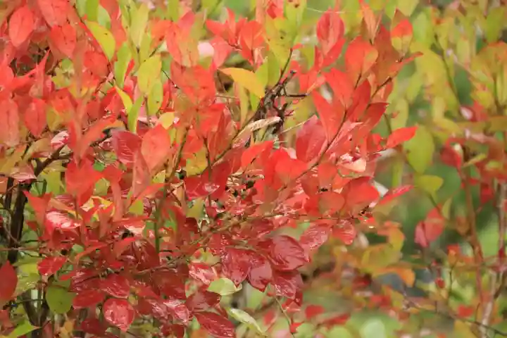 三春大神宮の庭園