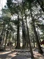 河口浅間神社の自然