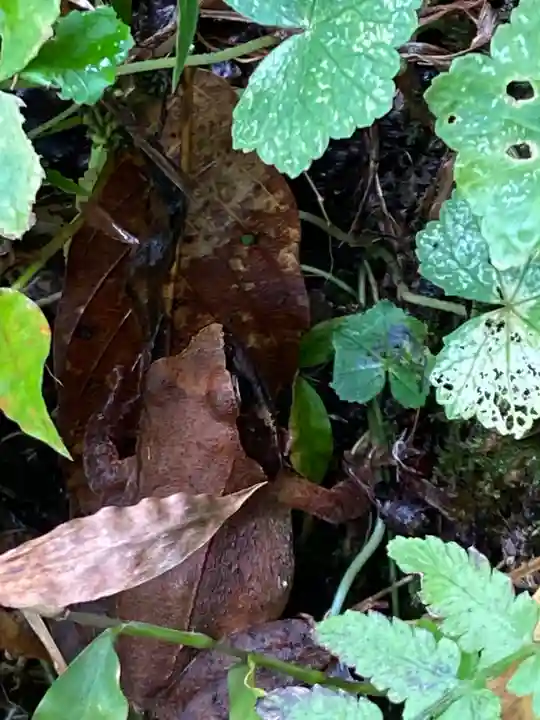 安養寺(立木観音)(滋賀県)
