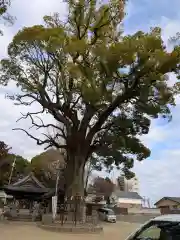 挙母神社(愛知県)