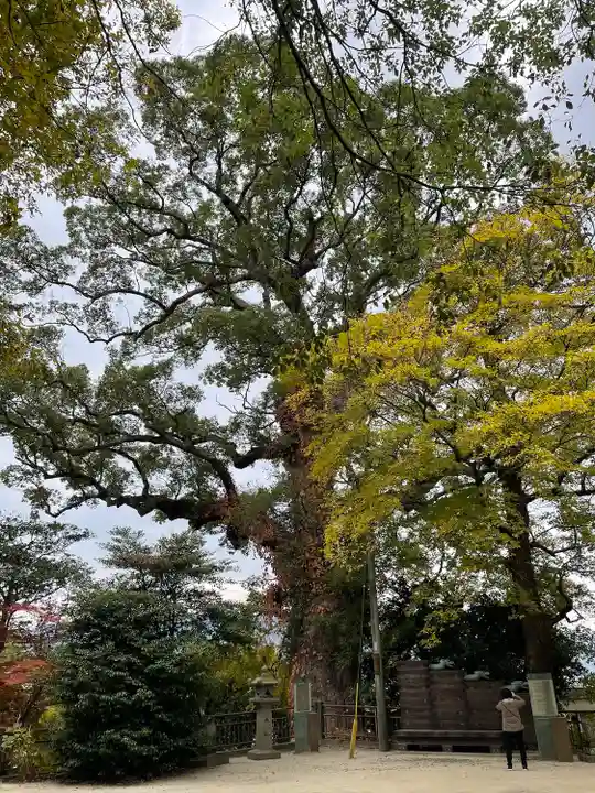 恵蘇八幡宮の自然