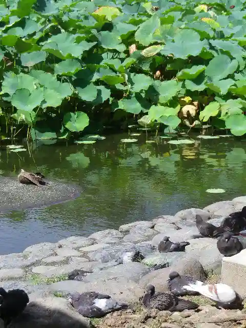 鶴岡八幡宮の動物