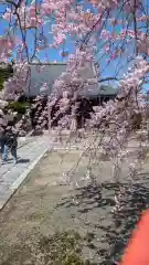 妙顯寺（妙顕寺）(京都府)