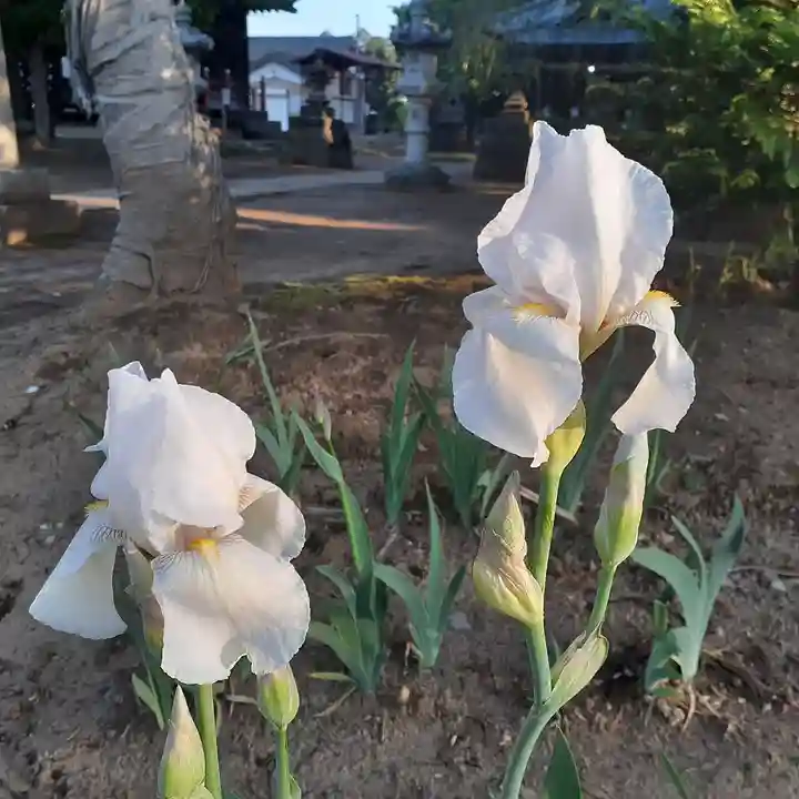 伏木香取神社の自然