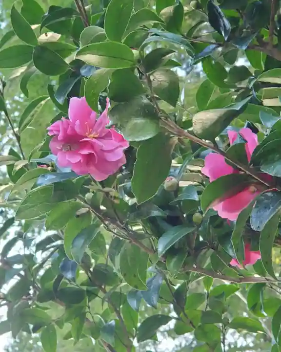 沙沙貴神社の自然