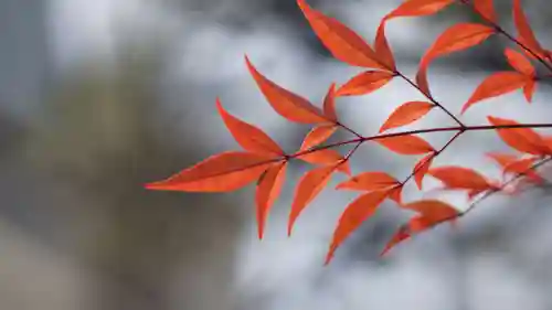 行願寺（革堂）(京都府)