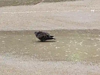 意富比神社(千葉県)