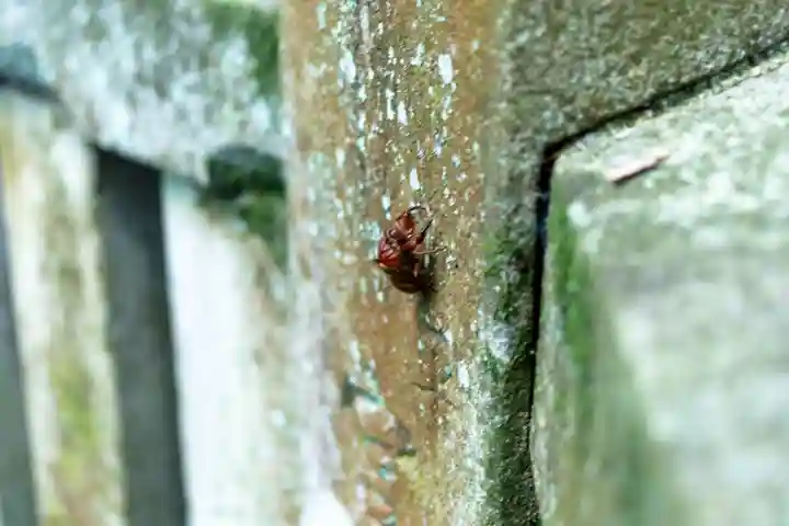 諏訪大社下社春宮(長野県)