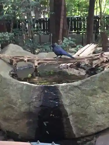 駒木諏訪神社の動物