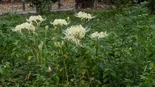 平野神社(京都府)