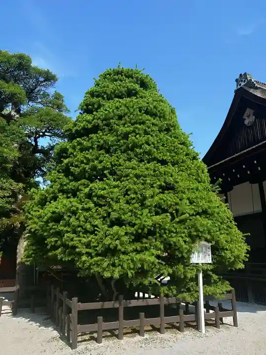 賀茂御祖神社(下鴨神社)(京都府)