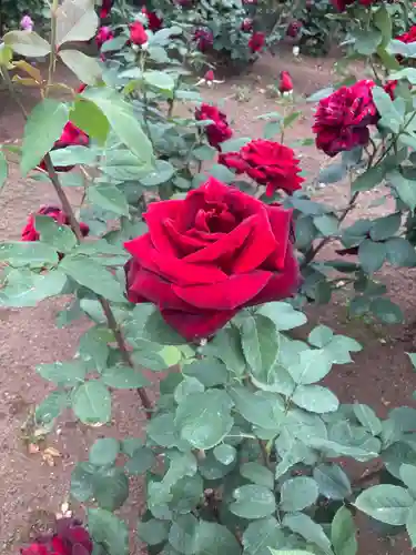 深大寺富士嶽浅間神社(東京都)