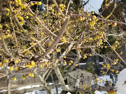 沙沙貴神社の自然