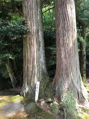 新鞍神社の自然