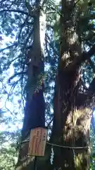 大山阿夫利神社の自然