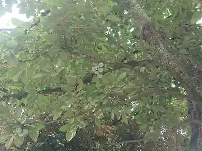 新曽氷川神社(埼玉県)