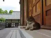 御誕生寺(猫寺)(福井県)