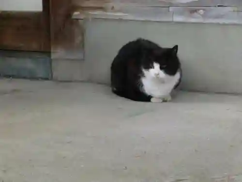 今市報徳二宮神社の動物
