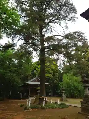 大宮住吉神社の{uncategorized: "未分類", other: "その他", undefined: "問題あり", building: "その他建物", grave: "お墓", sacred_gate: "鳥居", guardian: "狛犬", statue: "像", buddha: "仏像", history: "歴史", nature: "自然", garden: "庭園", animal: "動物", pagoda: "塔", temizu: "手水舎", mountain_gate: "山門・神門", sanctuary: "本殿・本堂", subordinate: "末社・摂社", art: "芸術", scenery: "景色", jizo: "地蔵", ema: "絵馬", goshuin: "御朱印", omikuji: "おみくじ", items: "授与品その他", amulet: "お守り", goshuincho: "御朱印帳", eats: "食事", festival: "お祭り", votive_dance: "神楽", shichigosan: "七五三参", wedding: "結婚式", experience: "体験その他", initially: "初詣", around: "周辺", anti_infection: "感染症対策"}