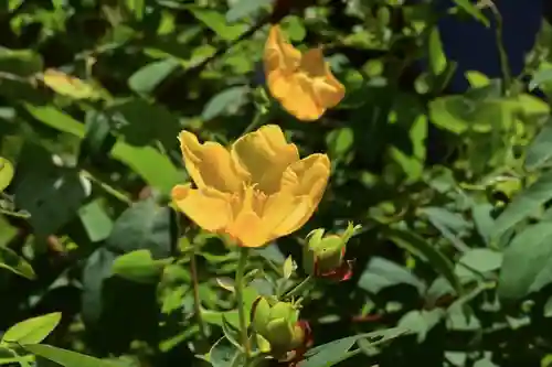 高龍神社　奥之院(新潟県)
