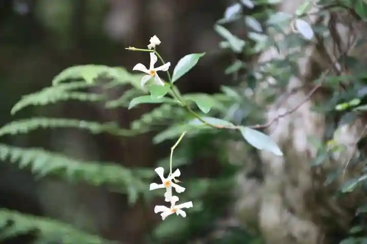 鹿島大神宮の自然