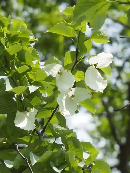 成就院の{uncategorized: "未分類", other: "その他", undefined: "問題あり", building: "その他建物", grave: "お墓", sacred_gate: "鳥居", guardian: "狛犬", statue: "像", buddha: "仏像", history: "歴史", nature: "自然", garden: "庭園", animal: "動物", pagoda: "塔", temizu: "手水舎", mountain_gate: "山門・神門", sanctuary: "本殿・本堂", subordinate: "末社・摂社", art: "芸術", scenery: "景色", jizo: "地蔵", ema: "絵馬", goshuin: "御朱印", omikuji: "おみくじ", items: "授与品その他", amulet: "お守り", goshuincho: "御朱印帳", eats: "食事", festival: "お祭り", votive_dance: "神楽", shichigosan: "七五三参", wedding: "結婚式", experience: "体験その他", initially: "初詣", around: "周辺", anti_infection: "感染症対策"}
