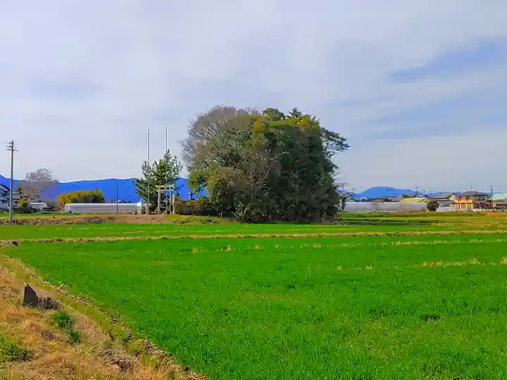 津島社(新右エ門新田)の自然