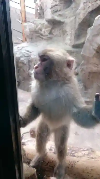 旭川神社の動物
