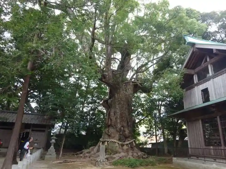 川津来宮神社(静岡県)