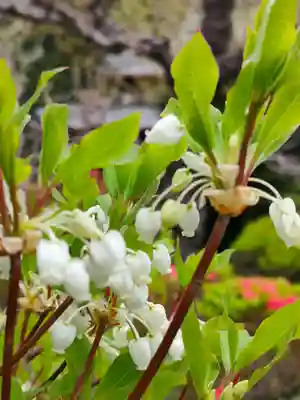 常照院（曼陀羅寺塔頭）の自然
