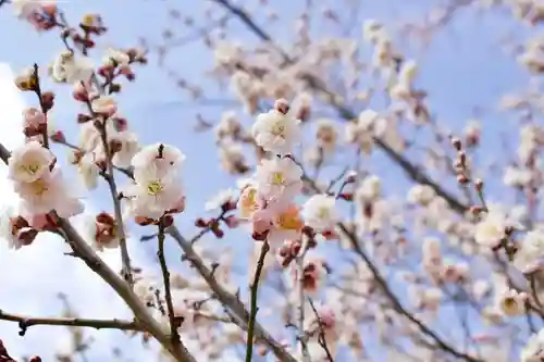 金熊寺の自然