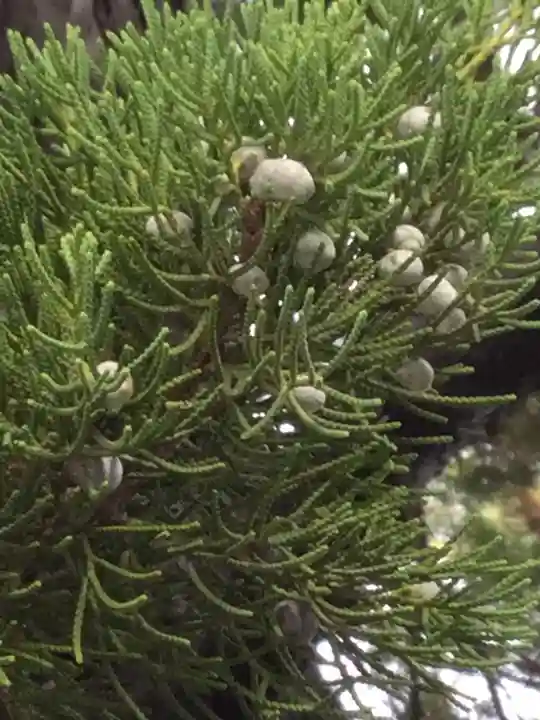 森戸大明神(森戸神社)(神奈川県)