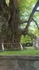 野木神社の自然