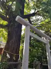 朝日氷川神社の鳥居