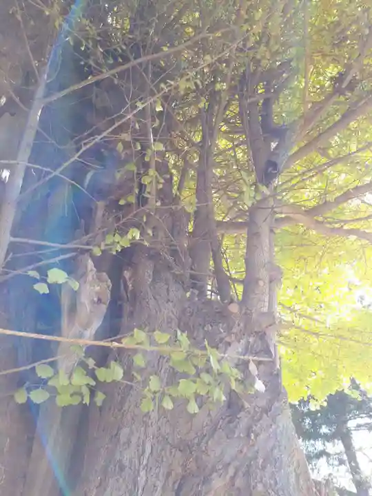 八幡神社の自然