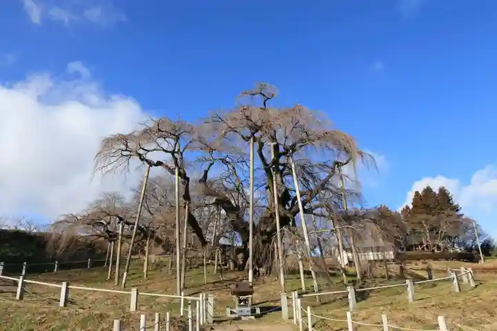 瀧桜神明宮の自然