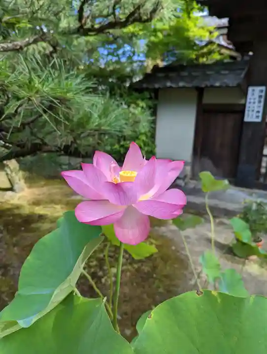 法金剛院(京都府)