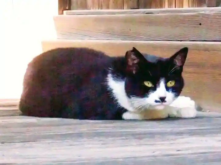 真間稲荷神社の動物